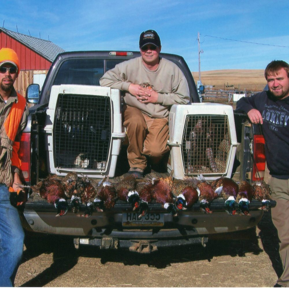 Pheasants Pheasants